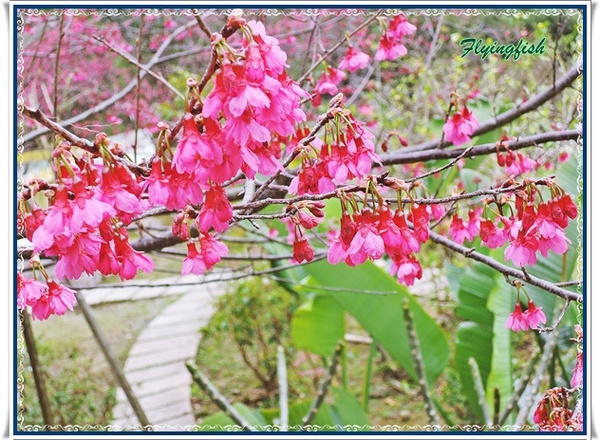 普拉多山丘假期景觀餐廳：✜ 美味餐點與優質服務、遠離城市喧塵滴歐式鄉村風世外桃源–桃園「普拉多山丘假期景觀餐廳」✿✿¸¸.•❤*¨*✿✿❤～✿¸¸.