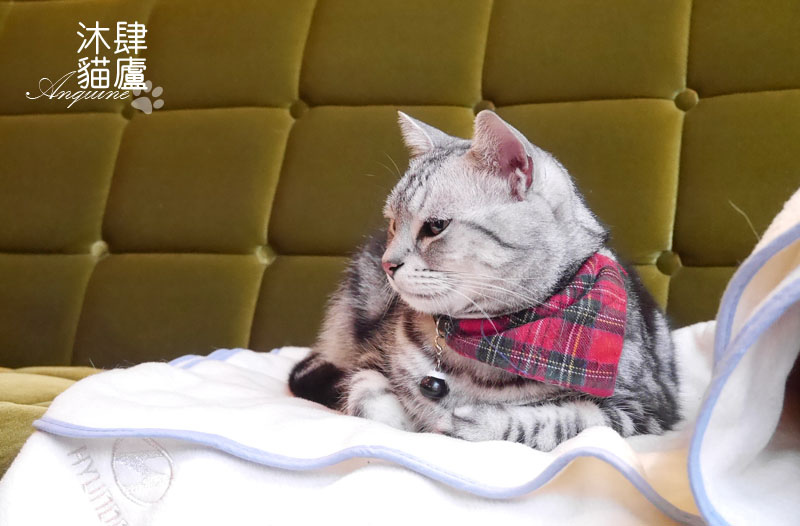 廖西瓜@台北市大安區沐肆貓廬41