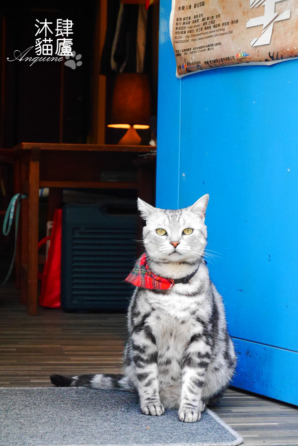 廖西瓜@台北市大安區沐肆貓廬35