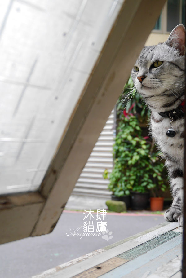 廖西瓜@台北市大安區沐肆貓廬32