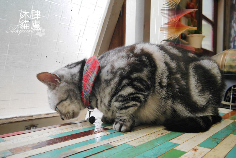 廖西瓜@台北市大安區沐肆貓廬31