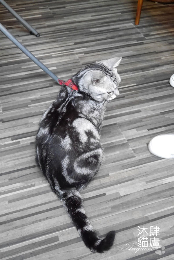 廖西瓜@台北市大安區沐肆貓廬34