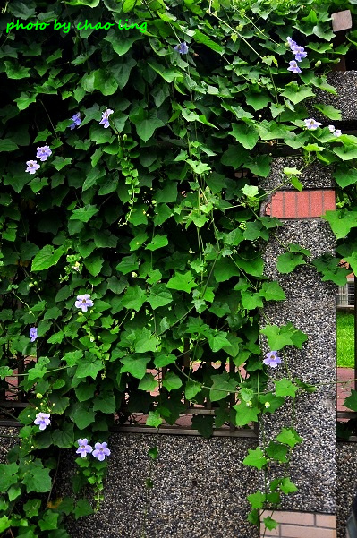 林口阿勃勒-8.JPG - 2016夏之豔陽(花季篇)