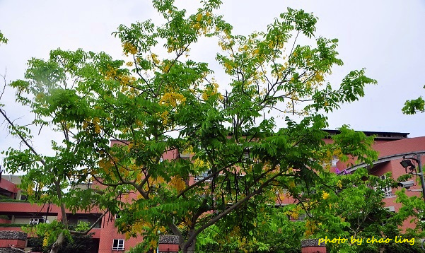 林口阿勃勒-3.JPG - 2016夏之豔陽(花季篇)