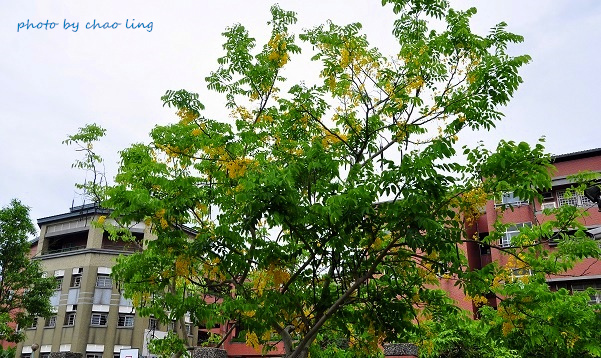 林口阿勃勒-5.JPG - 2016夏之豔陽(花季篇)