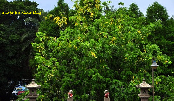 林口阿勃勒-12.JPG - 2016夏之豔陽(花季篇)