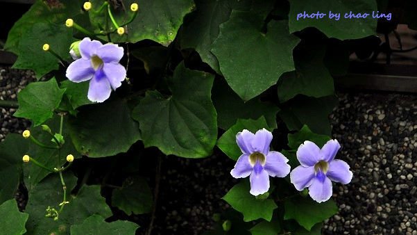 林口阿勃勒-9.JPG - 2016夏之豔陽(花季篇)