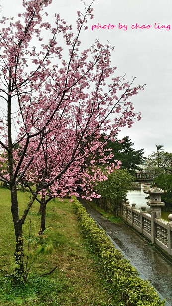 林口竹林山寺-18.jpg - 2016春暖花開