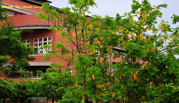 林口阿勃勒-4.JPG - 2016夏之豔陽(花季篇)