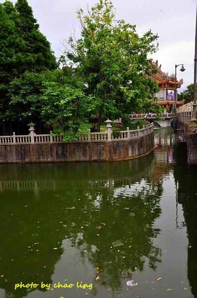 林口阿勃勒-13.JPG - 2016夏之豔陽(花季篇)