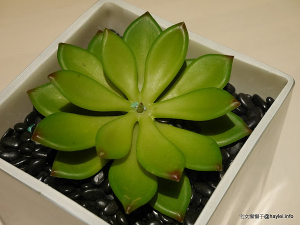 小春日本懷石料理(台中精誠店):小春日本懷石料理公益•光の店-人生最美好的事就是吃著遵循歲月時脈的當地當季盛產生鮮食蔬來品味季節美好!