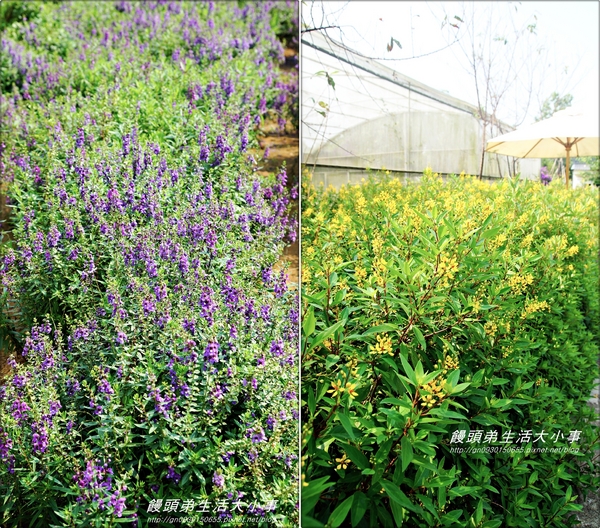 雅聞香草植物工廠：【苗栗／三義】獨特奇景～泰臉水池♪♪ 雅聞香草植物工廠♪♪