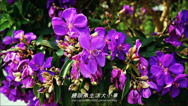 雅聞香草植物工廠：【苗栗／三義】獨特奇景～泰臉水池♪♪ 雅聞香草植物工廠♪♪