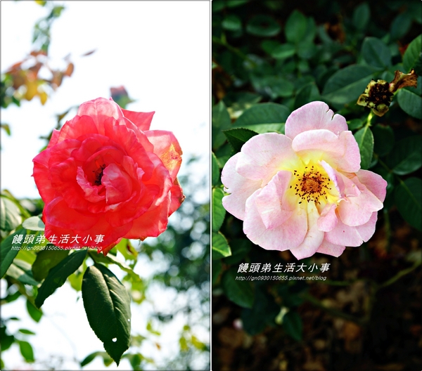 雅聞香草植物工廠：【苗栗／三義】獨特奇景～泰臉水池♪♪ 雅聞香草植物工廠♪♪