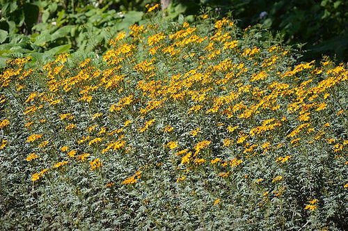 雅聞香草植物工廠17