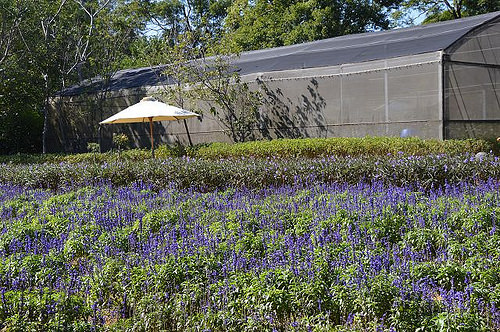 雅聞香草植物工廠10