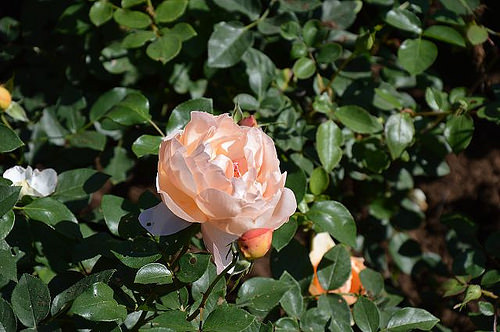 雅聞香草植物工廠15