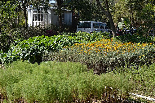 雅聞香草植物工廠34