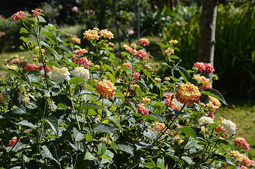 雅聞香草植物工廠21