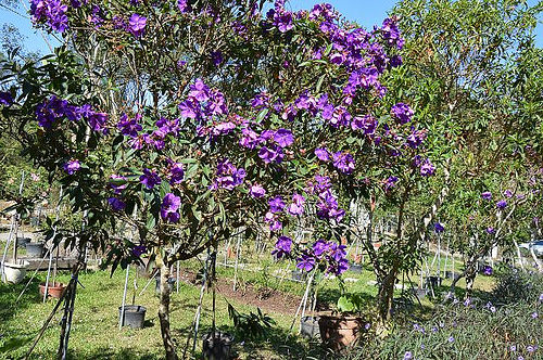 雅聞香草植物工廠22