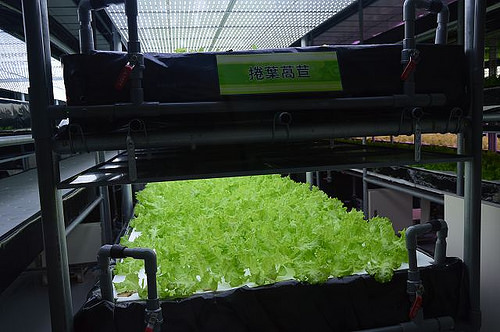 雅聞香草植物工廠07