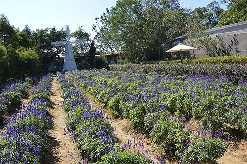 雅聞香草植物工廠11