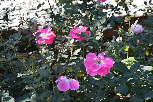 雅聞香草植物工廠18