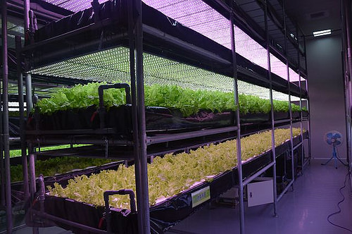 雅聞香草植物工廠06