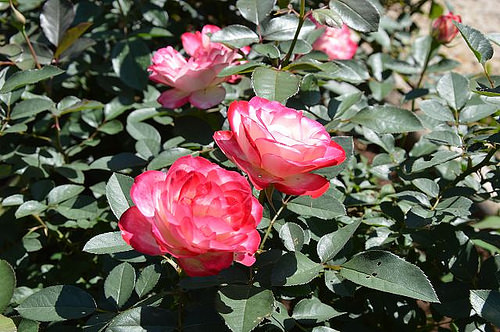 雅聞香草植物工廠14