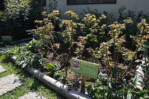 雅聞香草植物工廠16