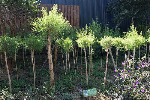 雅聞香草植物工廠03