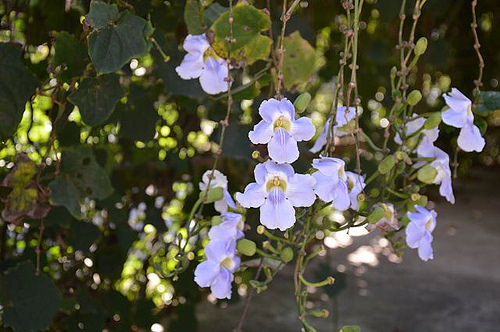雅聞香草植物工廠19
