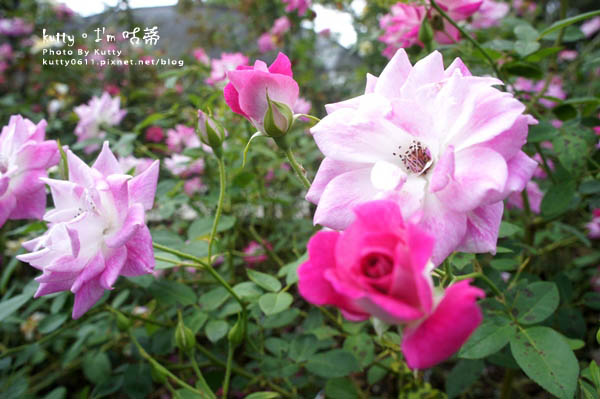 2015-9-13三義雅聞 (9).jpg