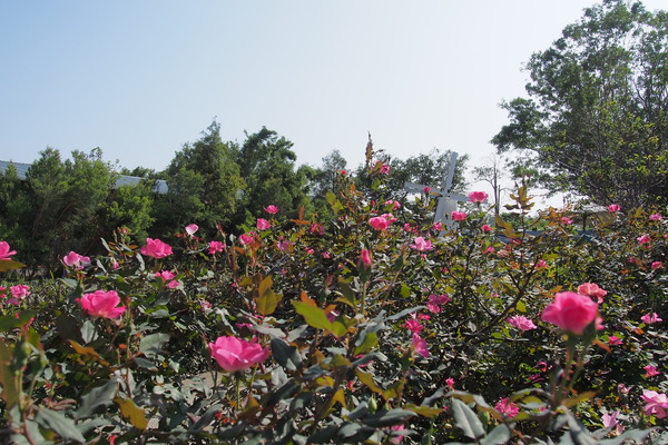 雅聞香草植物工廠：【苗栗】雅聞香草植物工廠