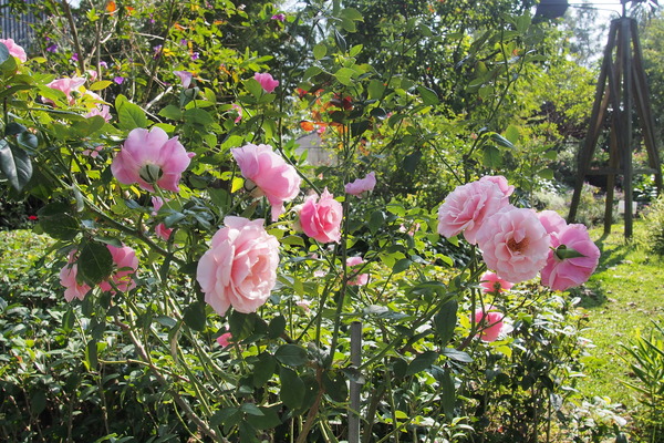 雅聞香草植物工廠：【苗栗】雅聞香草植物工廠