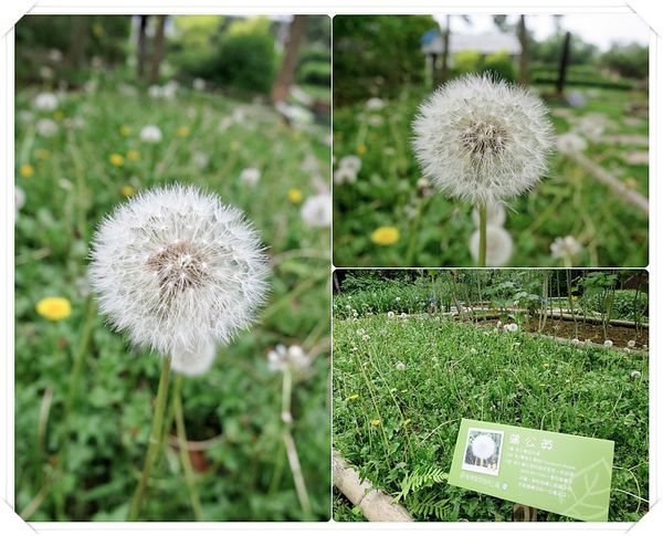 蒲公英.jpg