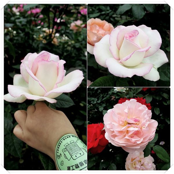 玫瑰.jpg