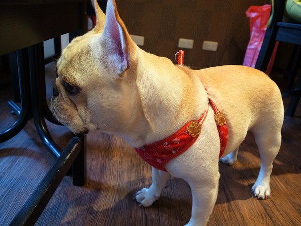 Impronta Cafe 腳印咖啡：<台北|中山|咖啡廳>超可愛的店長胖虎~腳印咖啡