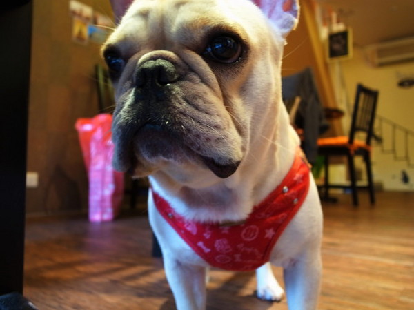 Impronta Cafe 腳印咖啡：<台北|中山|咖啡廳>超可愛的店長胖虎~腳印咖啡