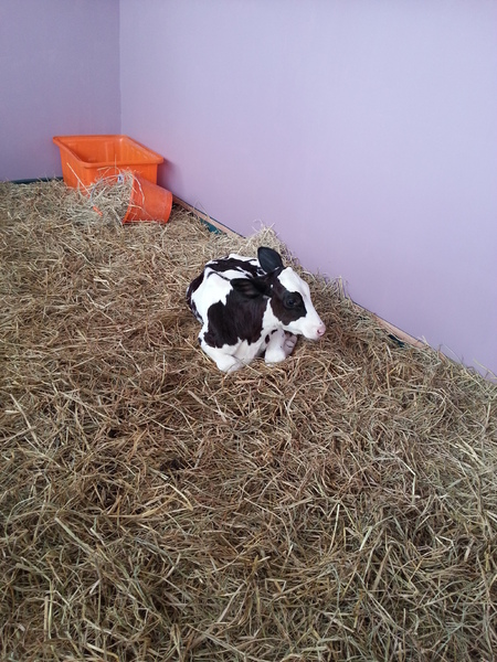 雲林農業博覽會：[雲林][景點]雲林農業博覽會~試營運嘗鮮記