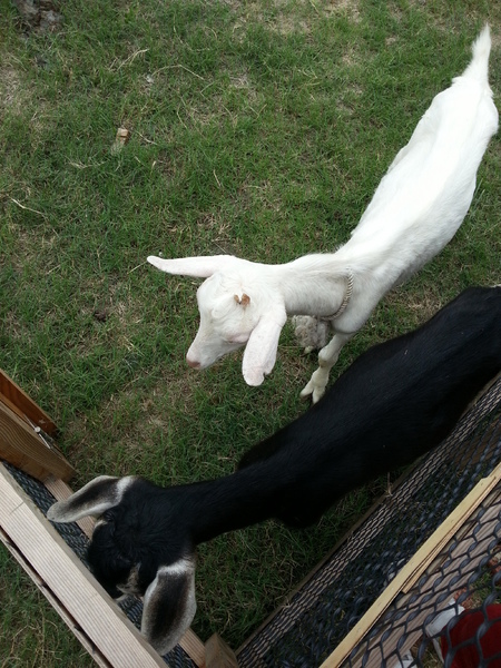 雲林農業博覽會：[雲林][景點]雲林農業博覽會~試營運嘗鮮記