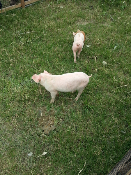 雲林農業博覽會：[雲林][景點]雲林農業博覽會~試營運嘗鮮記