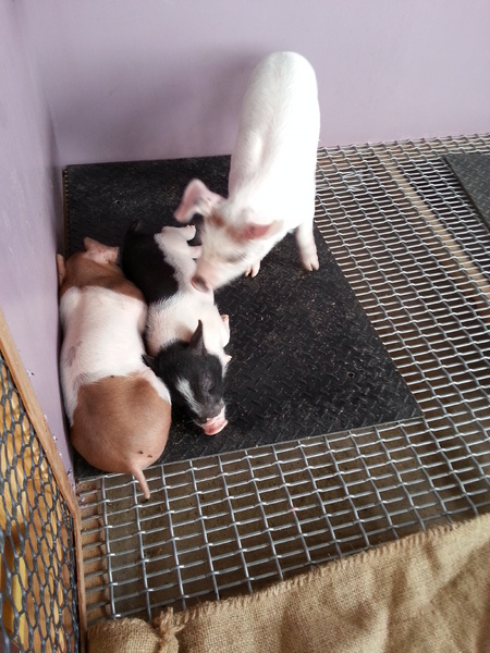 雲林農業博覽會：[雲林][景點]雲林農業博覽會~試營運嘗鮮記