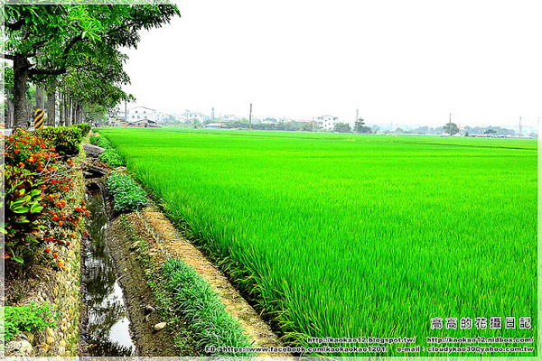 菁寮老街無米樂社區:【臺南】後壁區。菁寮北勢老街(菁寮嫁妝老街)無米樂社區