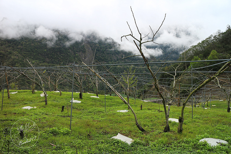 Banbi217 美食旅遊: [台東南橫旅遊住宿]到天使居住的地方旅行:天龍溫泉飯店,天龍吊橋,霧鹿部落砲台公園,利稻,向陽(邀約) 霧鹿橋，下方匯流霧鹿溪與新武呂溪。