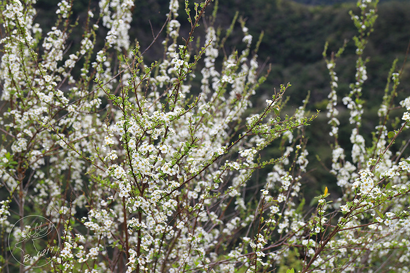 Banbi217 美食旅遊: [台東南橫旅遊住宿]到天使居住的地方旅行:天龍溫泉飯店,天龍吊橋,霧鹿部落砲台公園,利稻,向陽(邀約) 霧鹿橋，下方匯流霧鹿溪與新武呂溪。