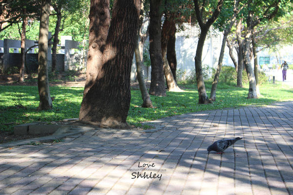 許莉。米塔義式廚房