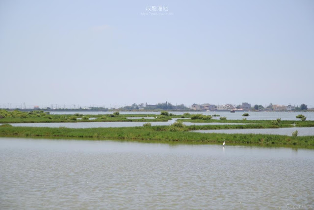 成龍溼地-1