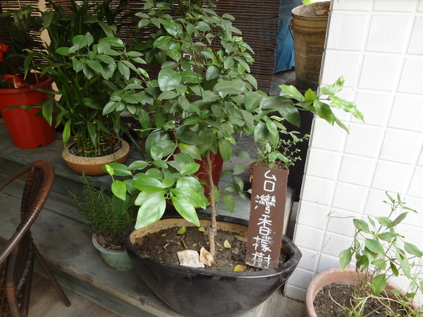 飲食宴樂：1021212[官本金文愛台灣口碑券第22彈]飲食宴樂品味高尚人生將傳奇台灣香檬帶入各式各樣的美食