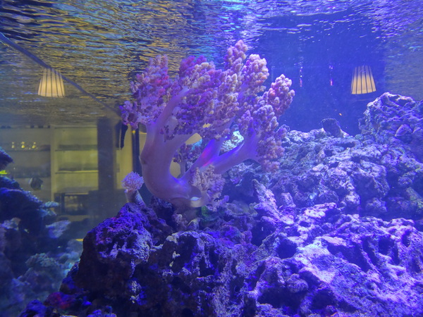 千柏咖啡 champloo Cafe：1020901[官本金文愛台灣]千柏champloo Cafe終於被雷到了CC空有裝潢一百分但是食物與服務待加強